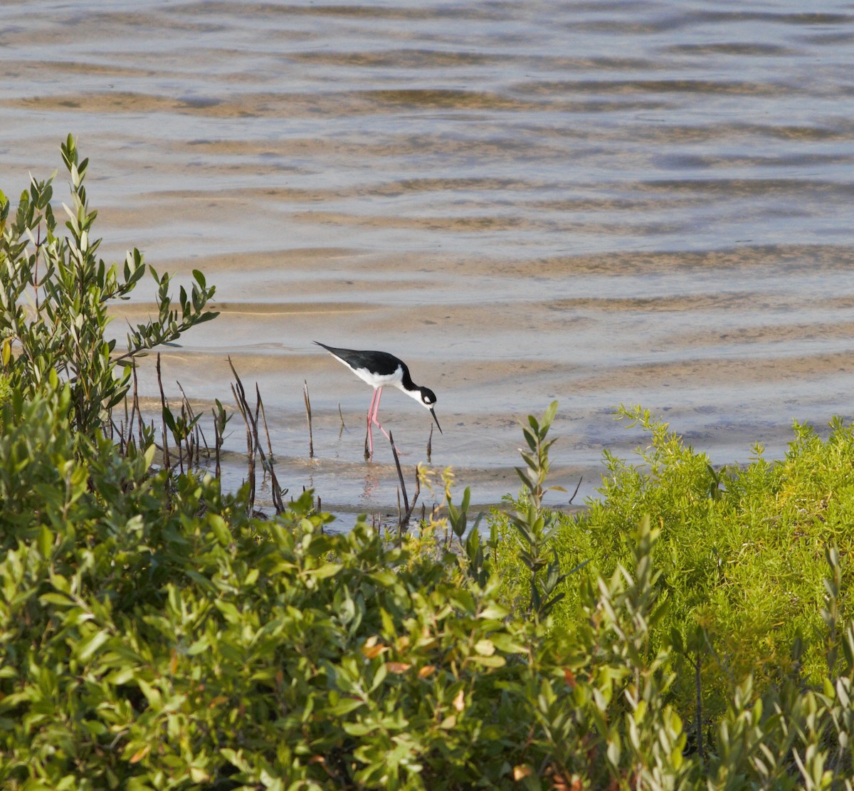 Black-necked Stilt - ML620183268