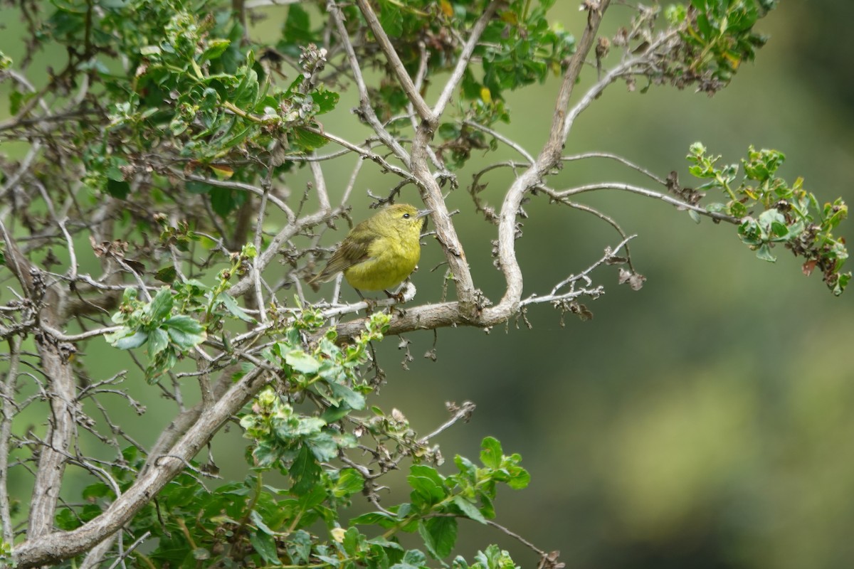 Orange-crowned Warbler (lutescens) - ML620183269