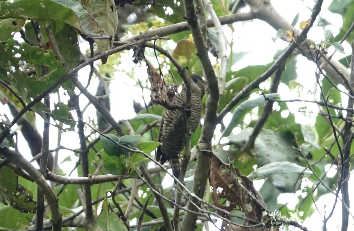 Bar-bellied Woodpecker - ML620183270