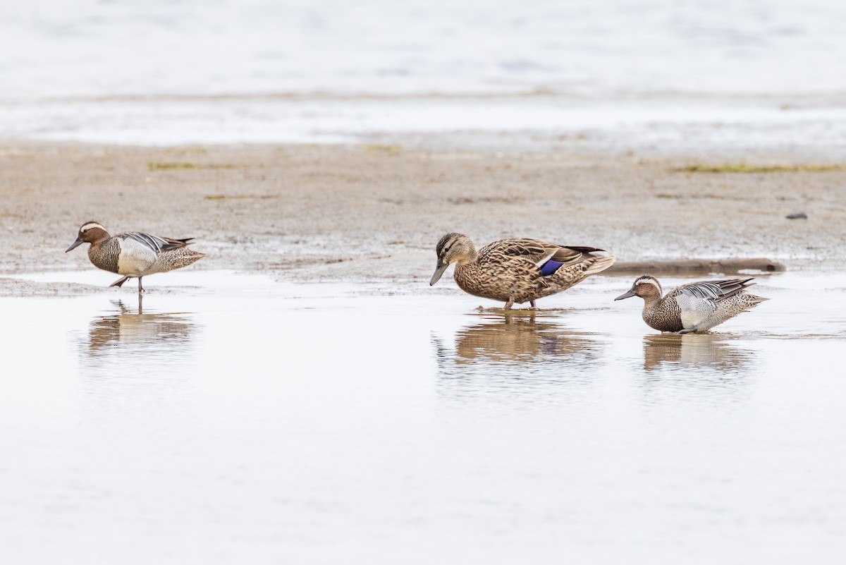 Garganey - ML620183271