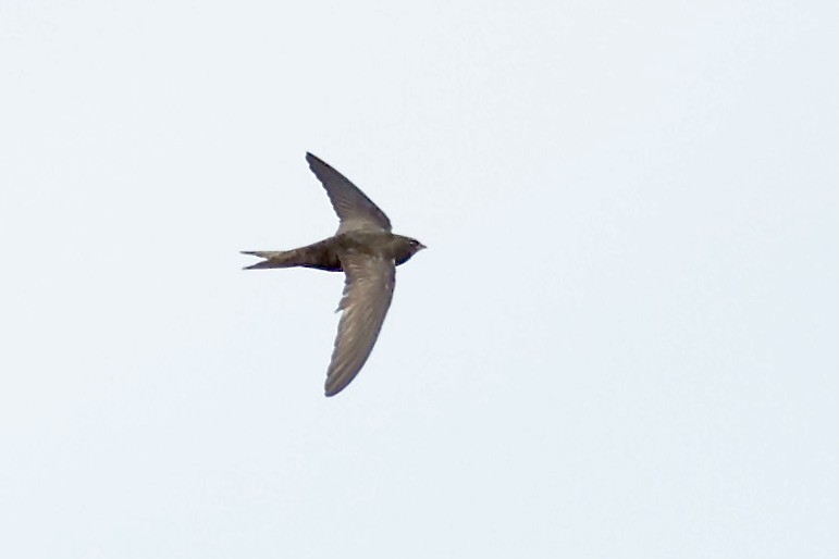 Pallid Swift - ML620183272