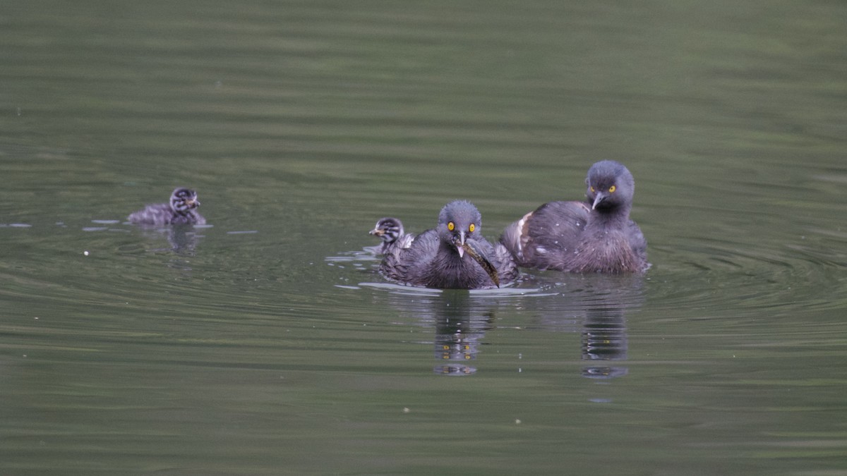 Least Grebe - ML620183279