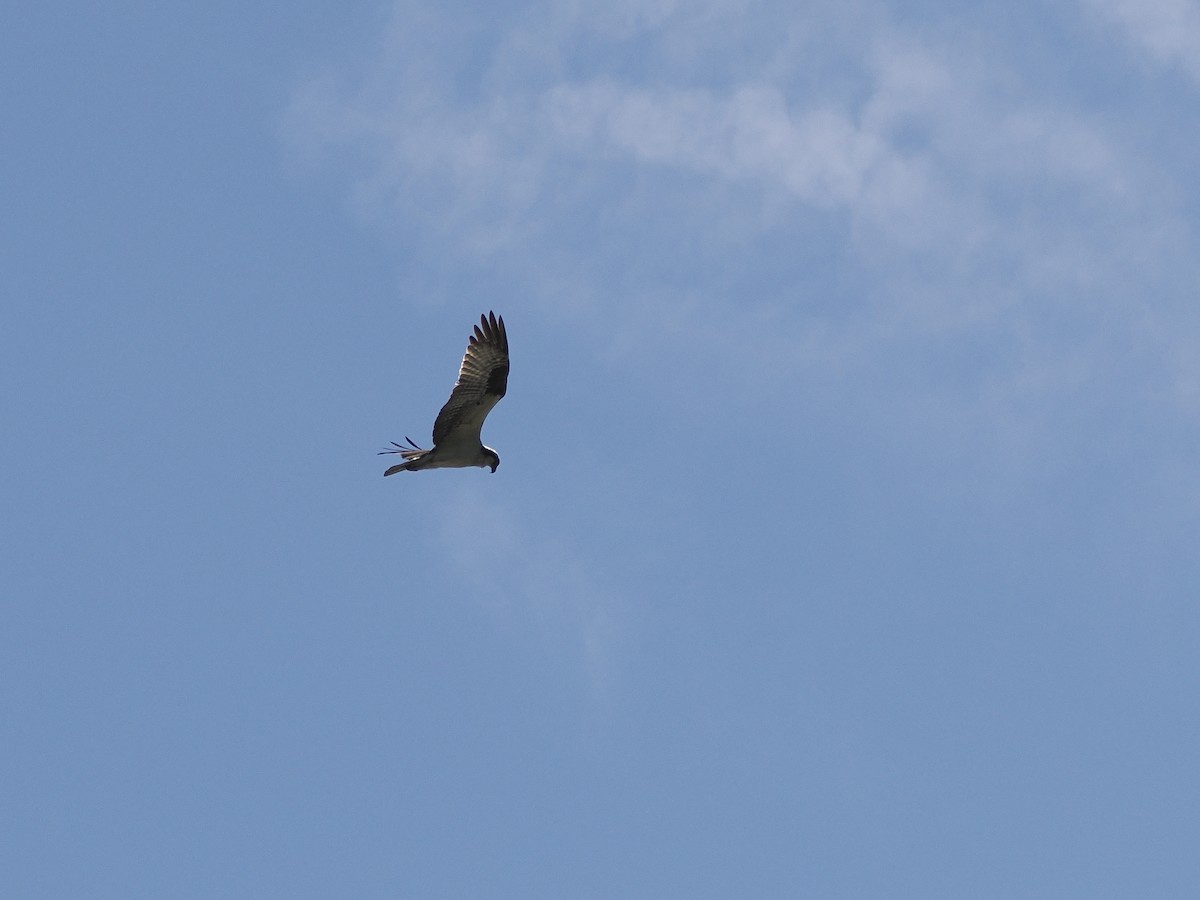 Águila Pescadora - ML620183281