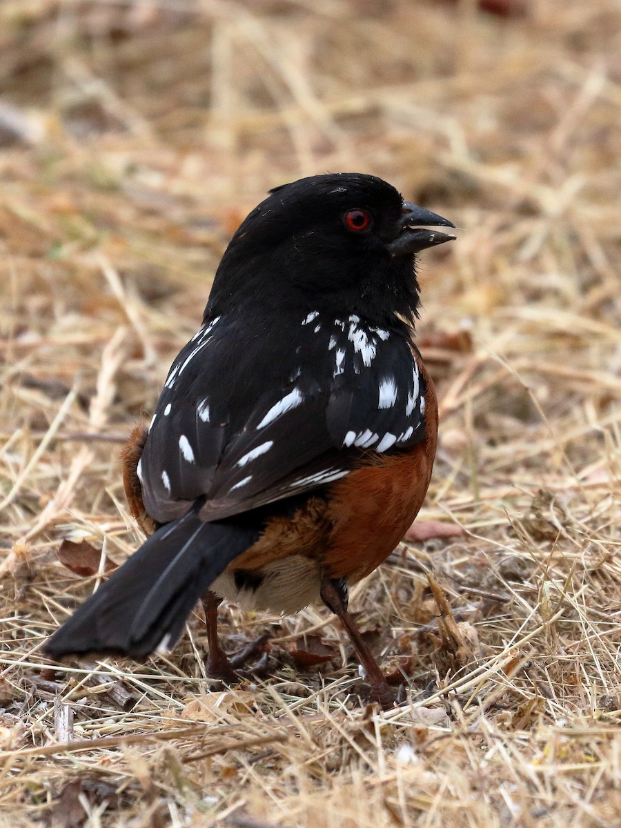 Spotted Towhee - ML620183284