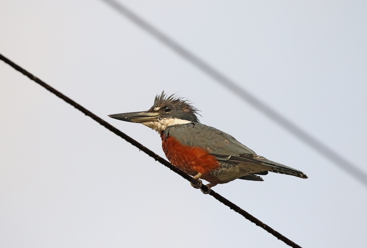 クビワヤマセミ（torquata／stictipennis） - ML620183297