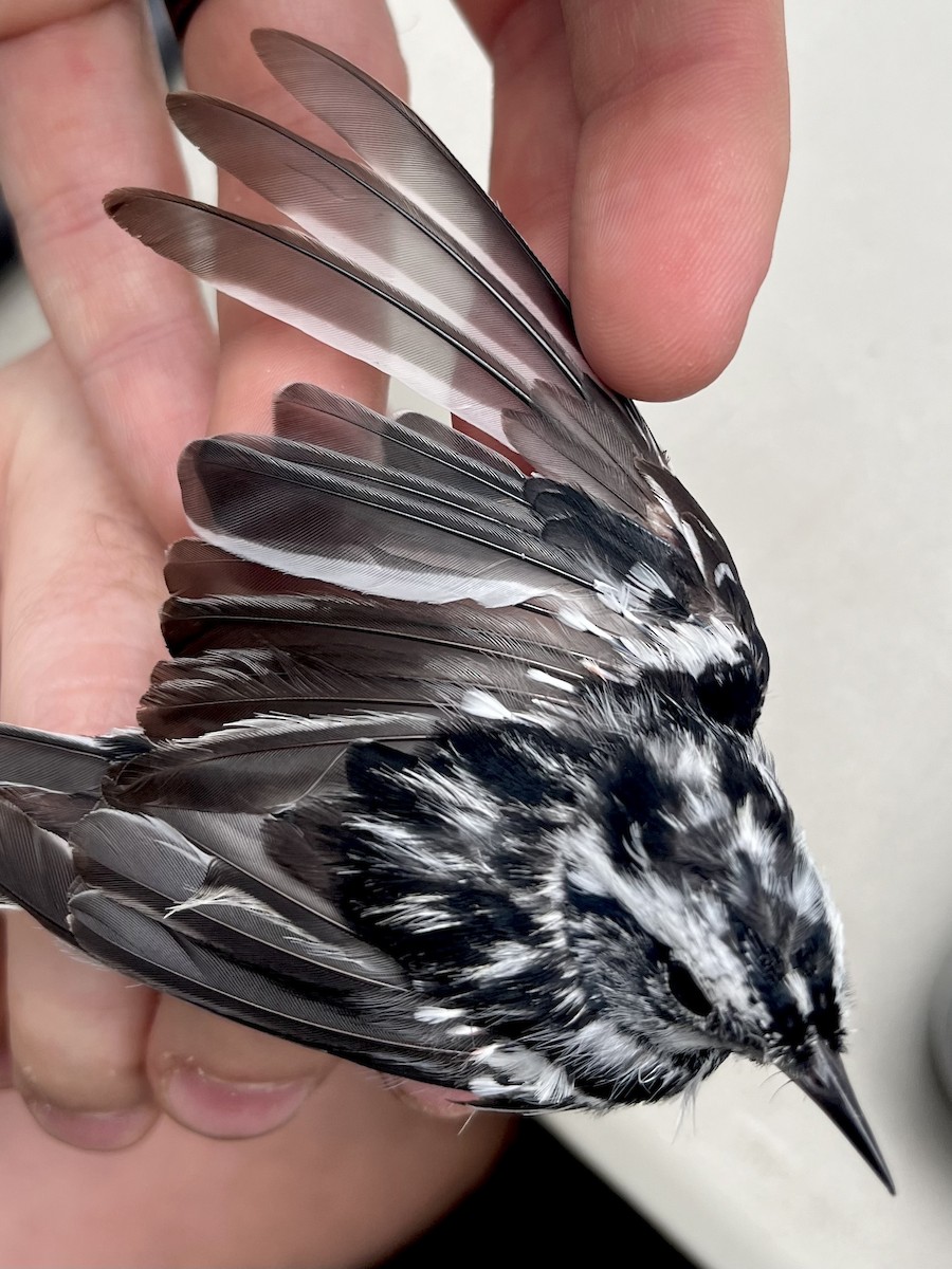 Black-and-white Warbler - ML620183301