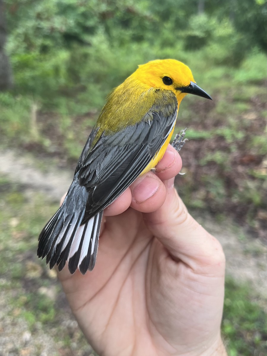 Prothonotary Warbler - ML620183303