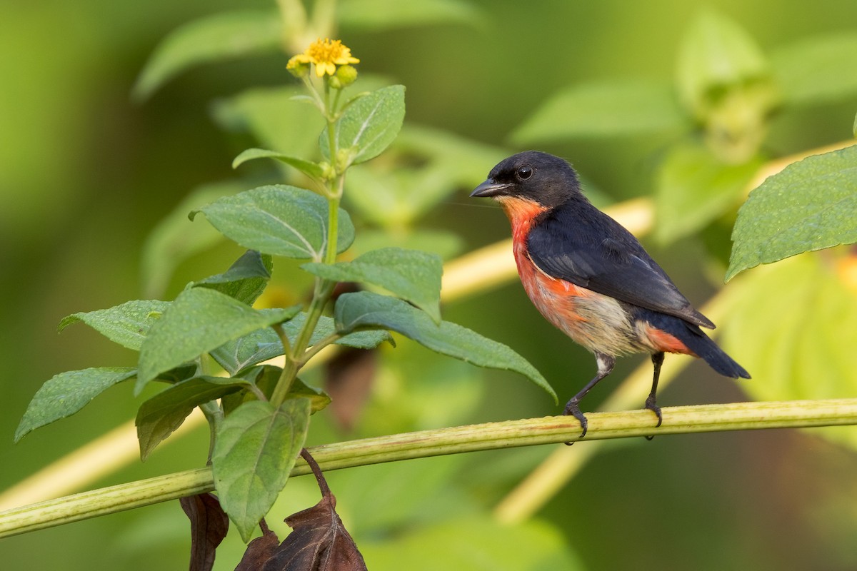 Pink-breasted Flowerpecker - ML620183305