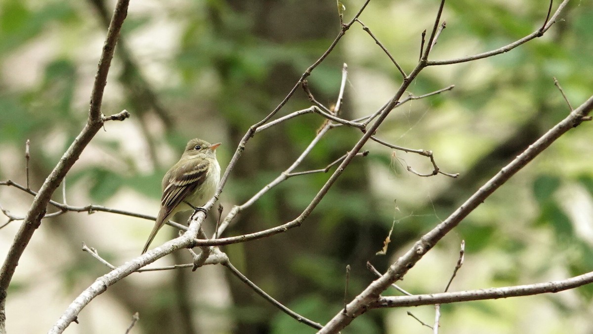 Acadian Flycatcher - ML620183307