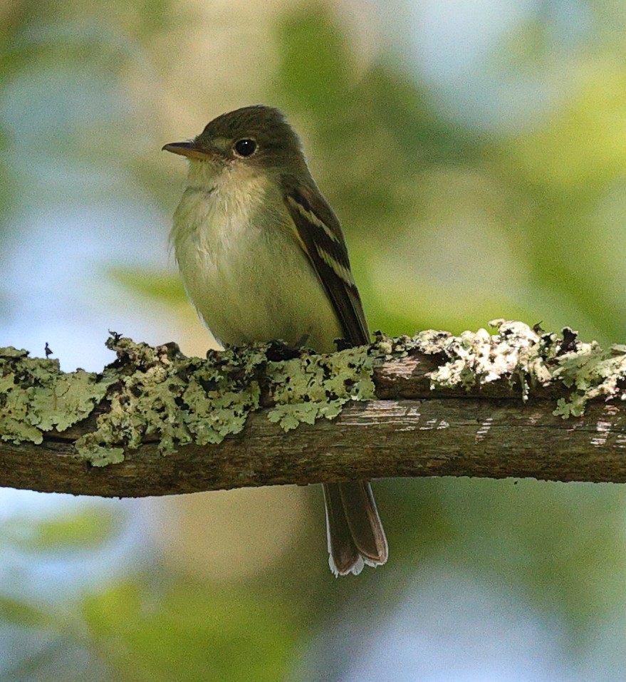 tyranovec zelenavý - ML620183310