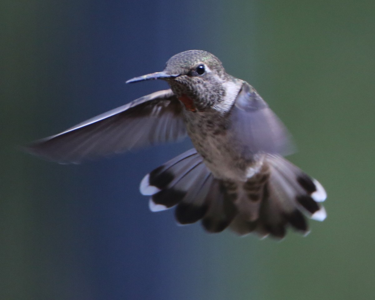 hummingbird sp. - ML620183315