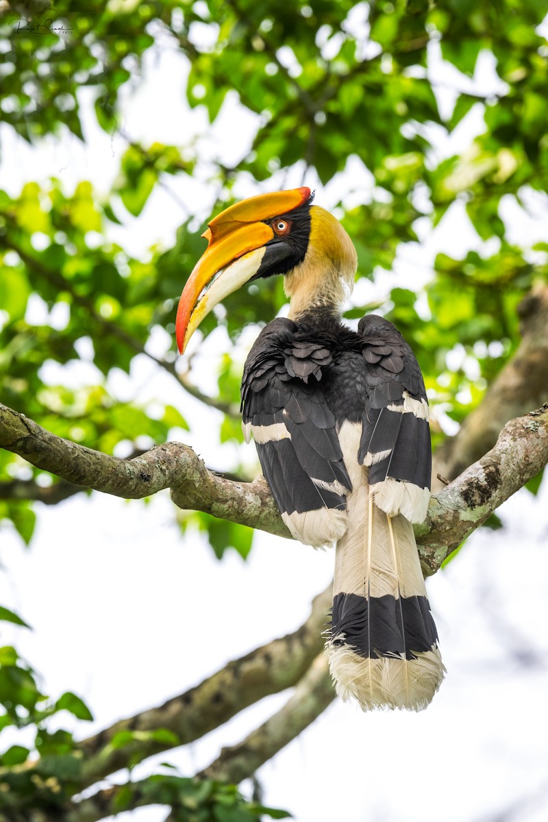 Great Hornbill - ML620183317