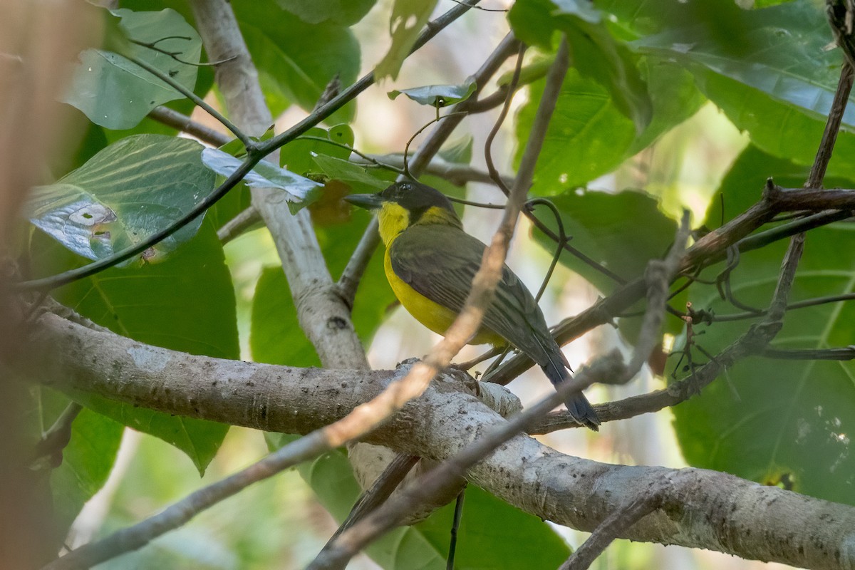 Silbador Gorjiamarillo (moluqueño) - ML620183318