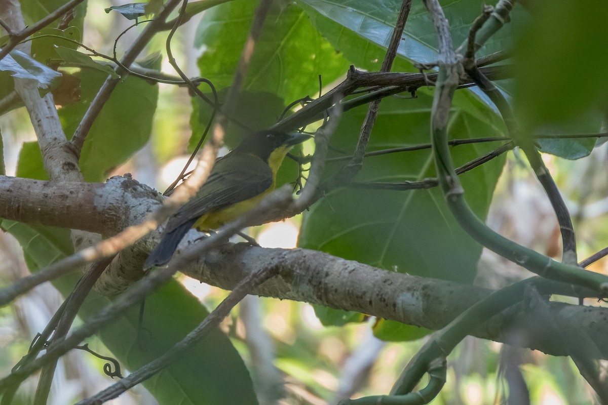 Yellow-throated Whistler (Moluccan) - ML620183322