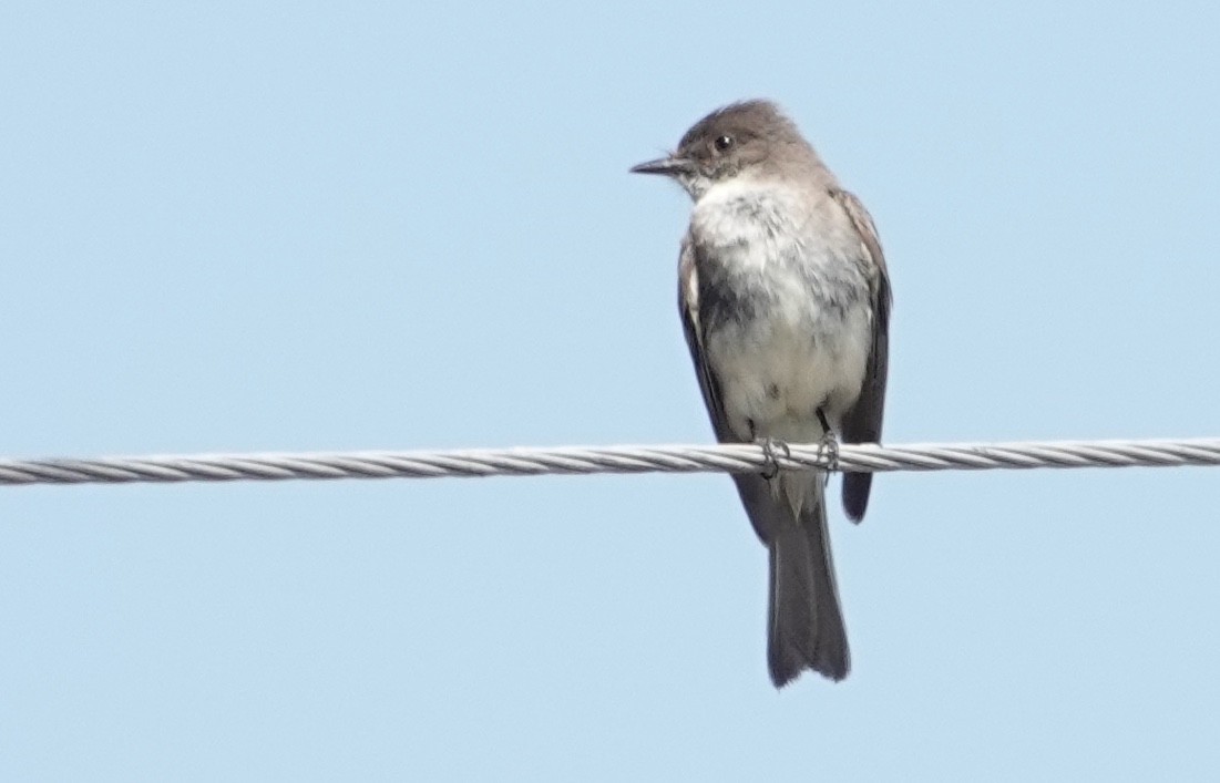 Eastern Phoebe - ML620183324