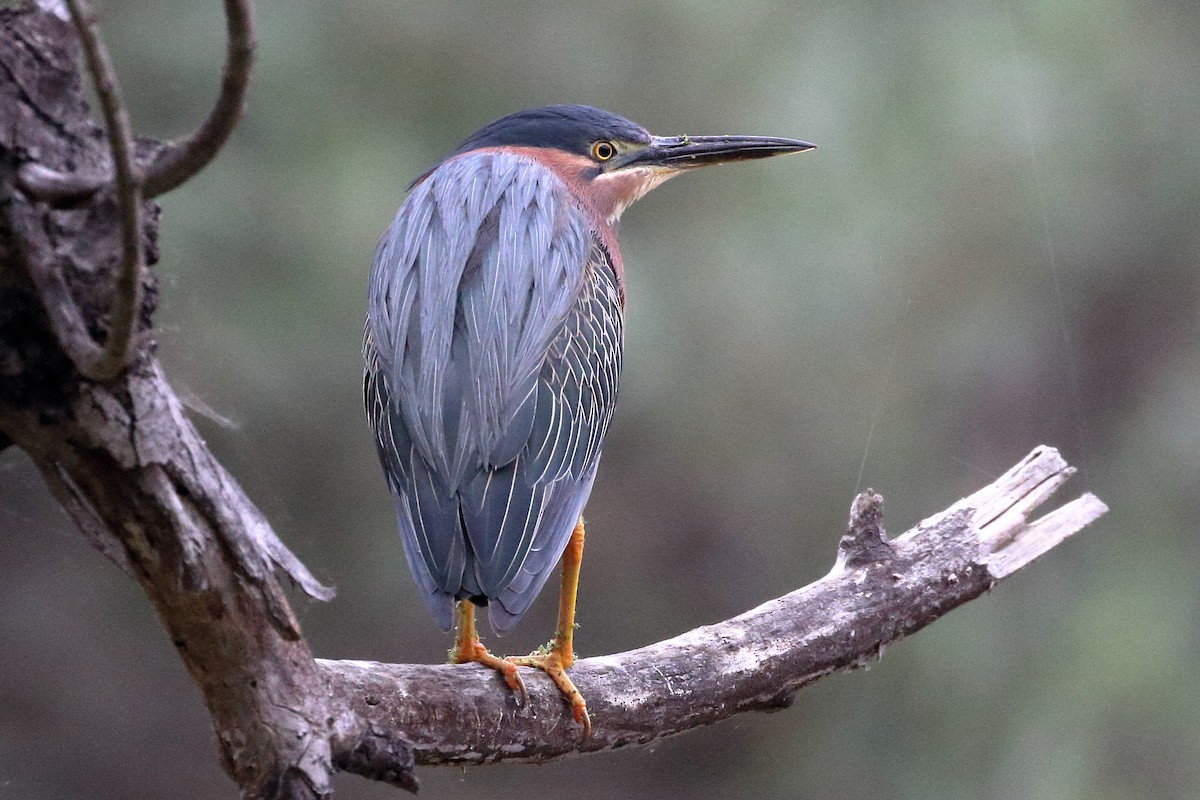 Green Heron - ML620183325