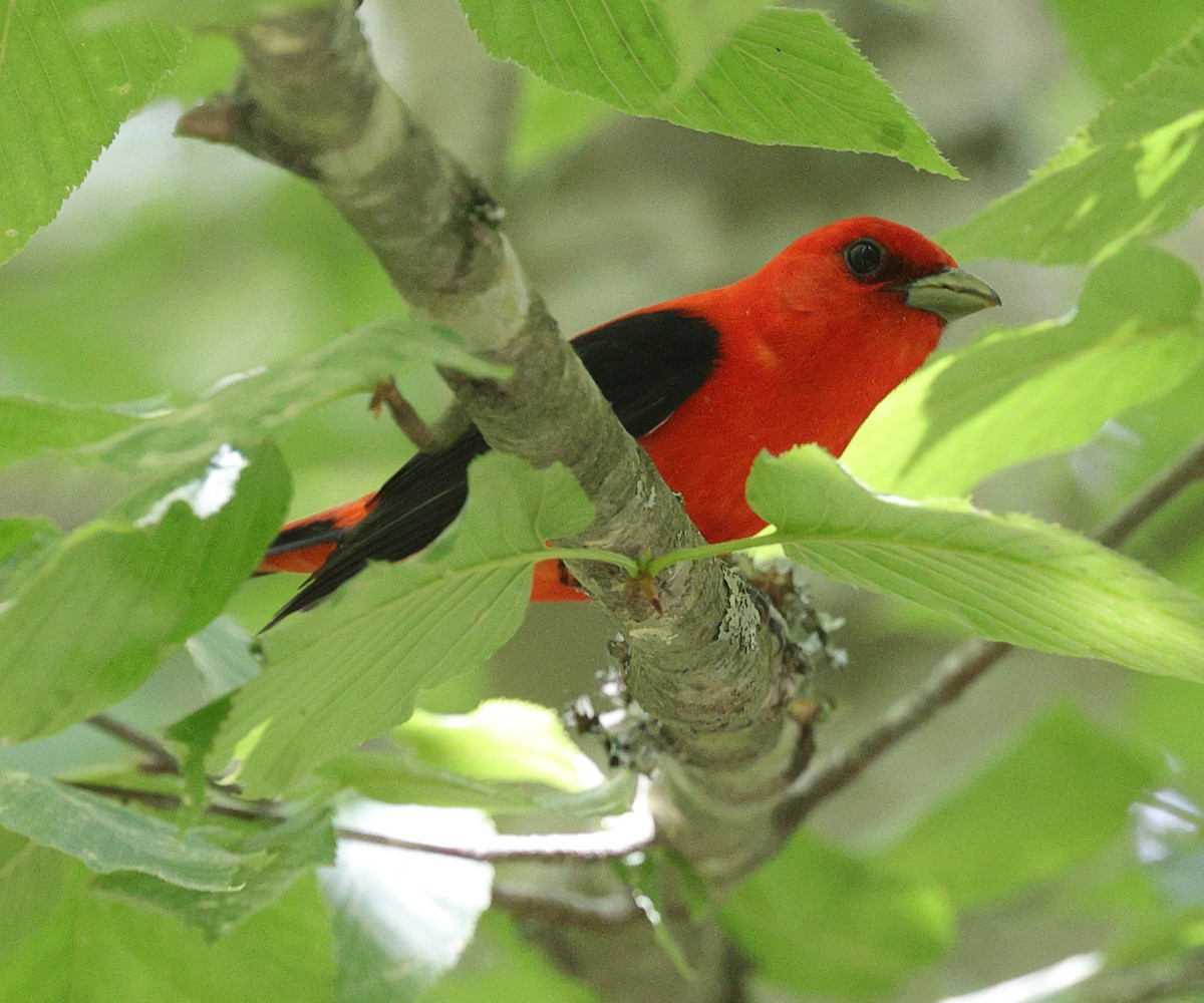 Scarlet Tanager - ML620183327
