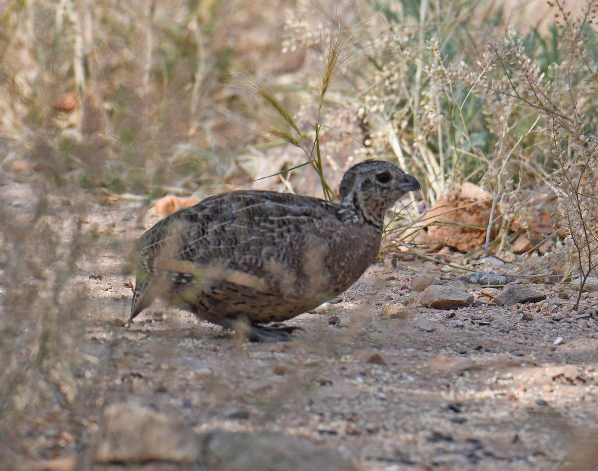 Montezuma Quail - ML620183328