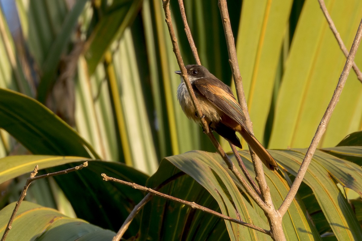 Cinnamon-tailed Fantail - ML620183330