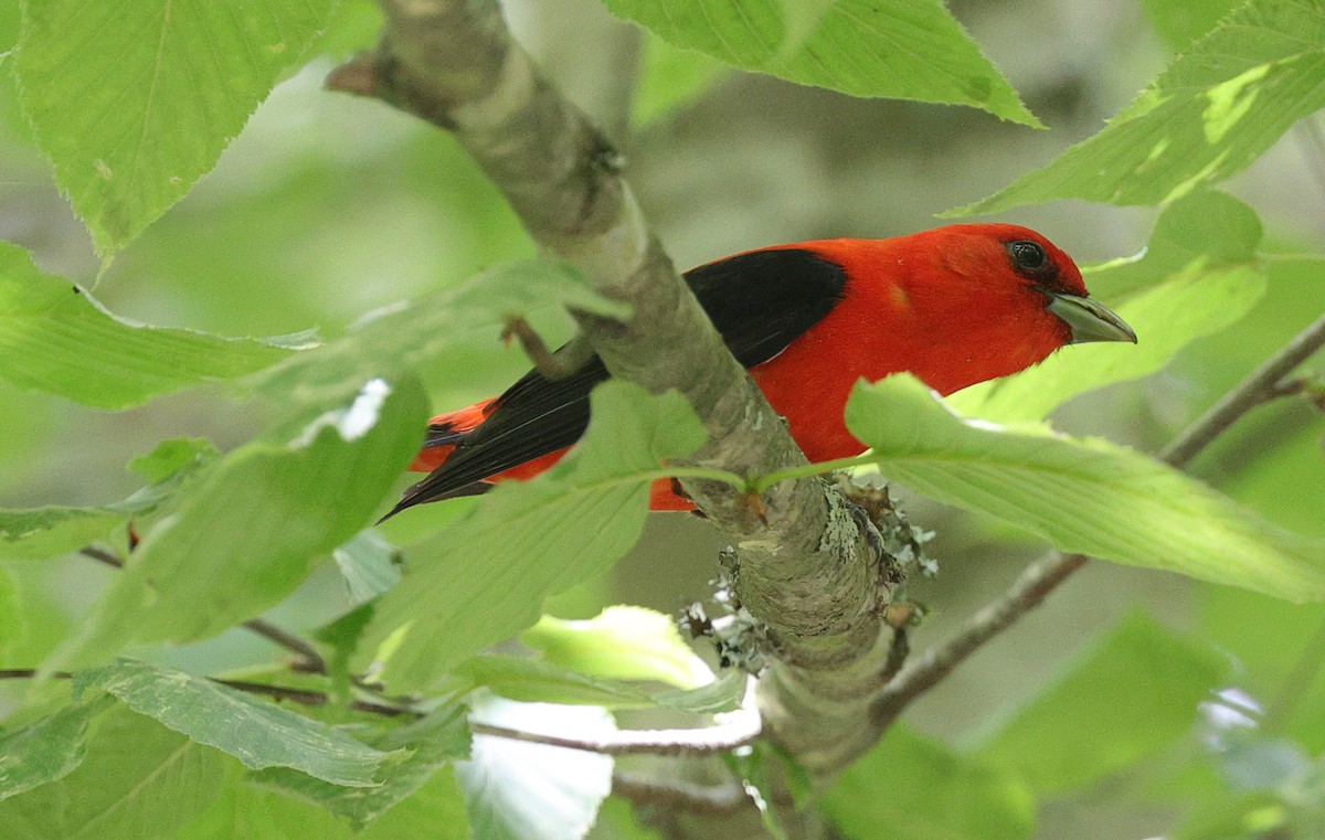 Scarlet Tanager - ML620183333