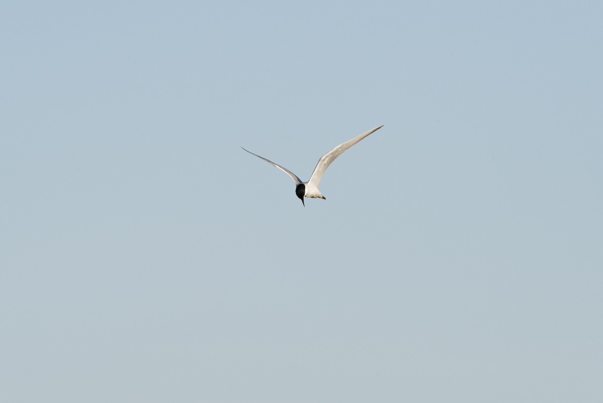 Gull-billed Tern - ML620183338