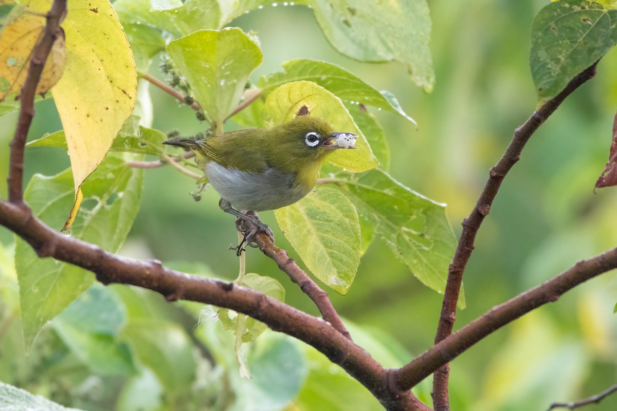 Ashy-bellied White-eye - ML620183339