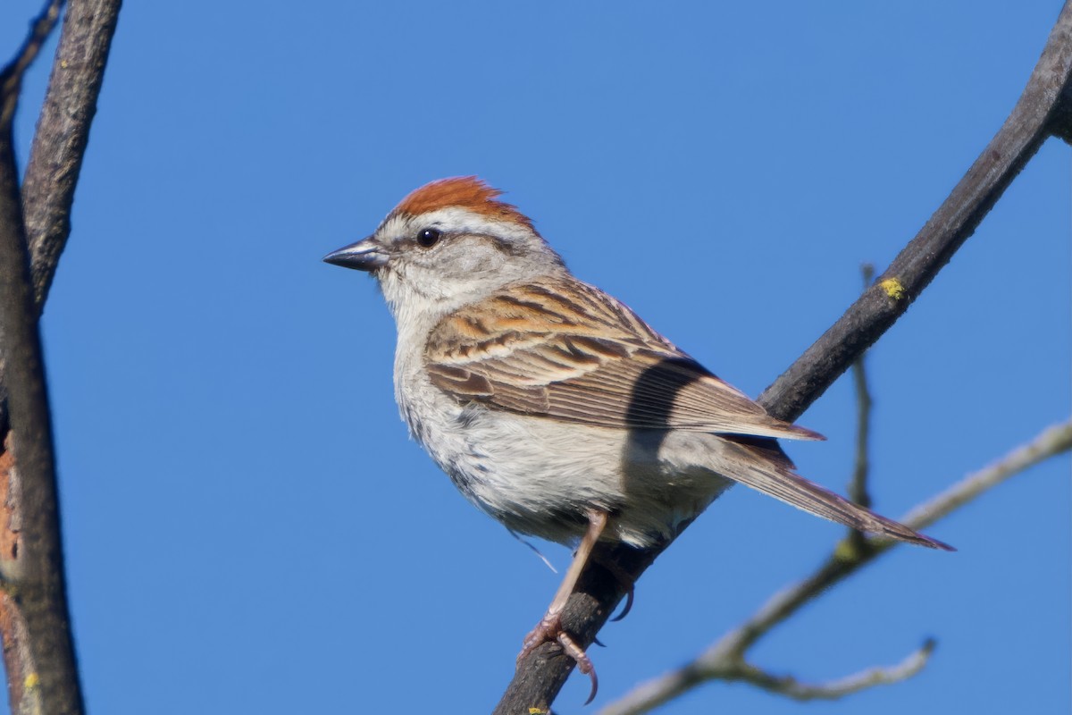 Chipping Sparrow - ML620183345