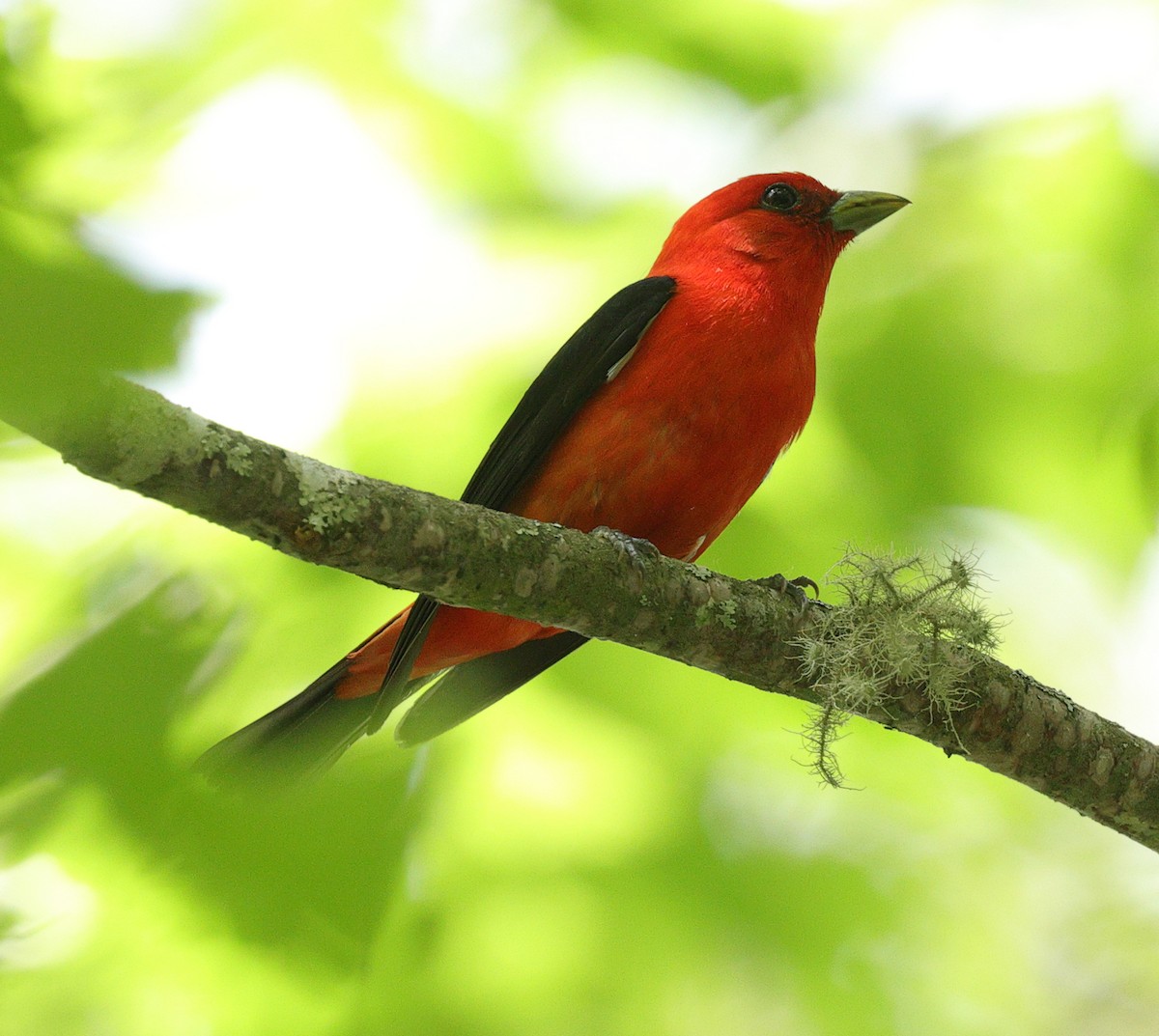 Scarlet Tanager - ML620183347