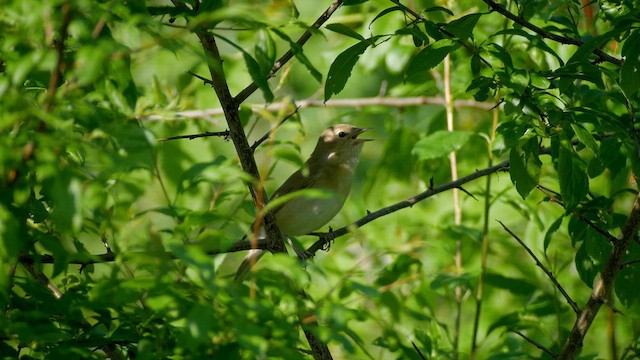 Garden Warbler - ML620183349