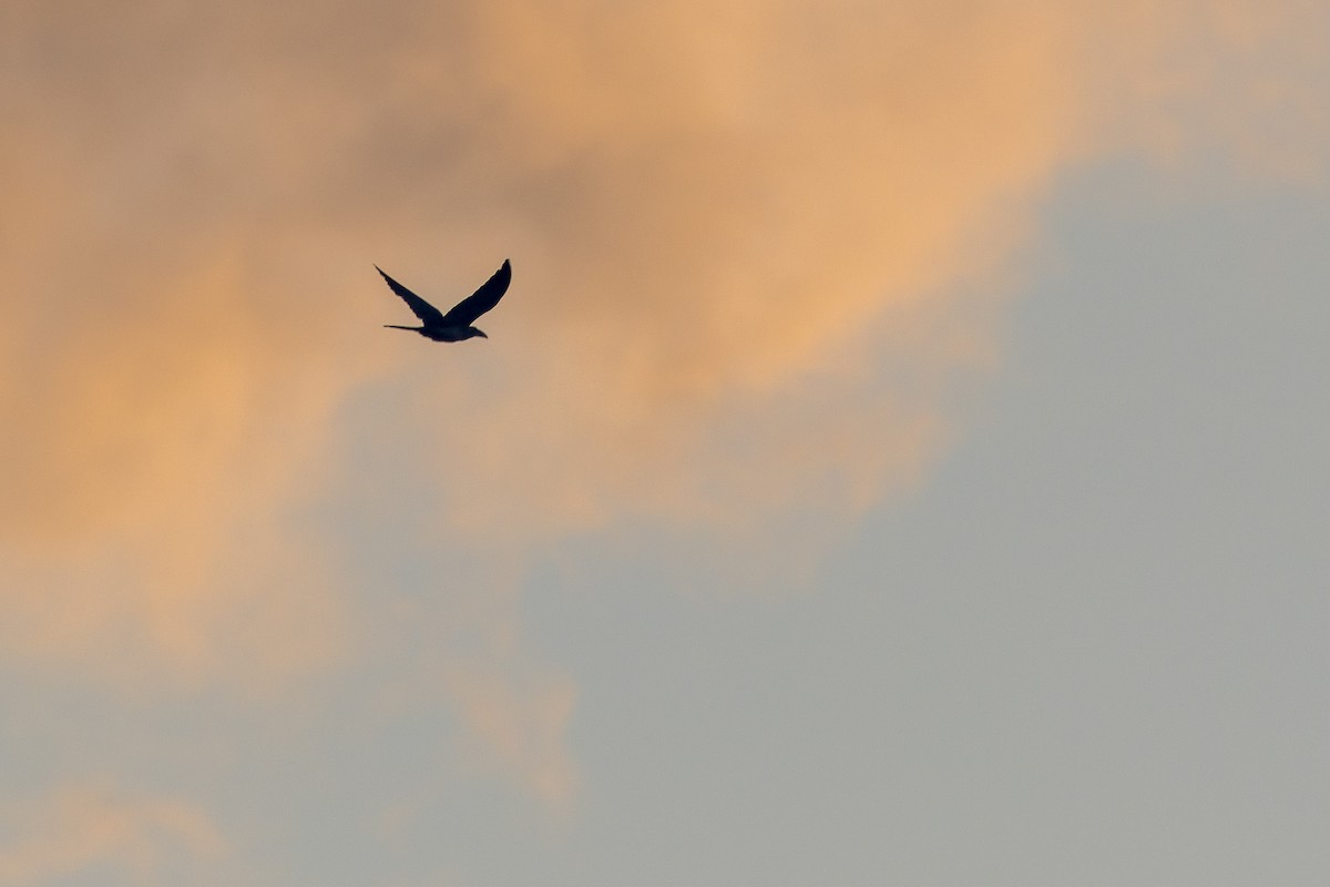 Channel-billed Cuckoo - David Marques