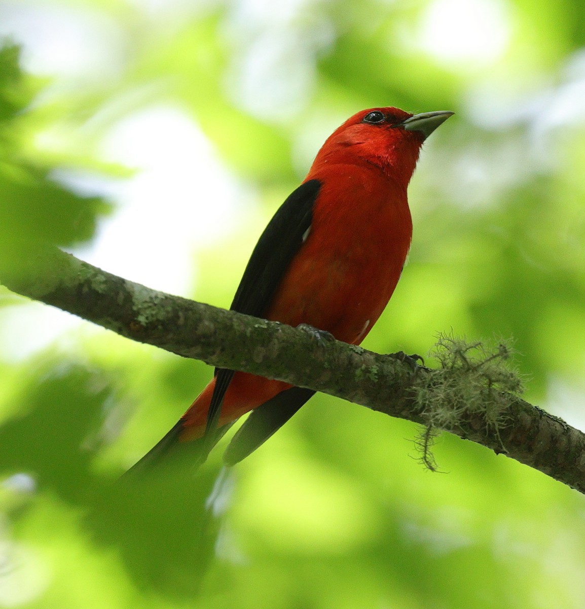 Scarlet Tanager - ML620183351