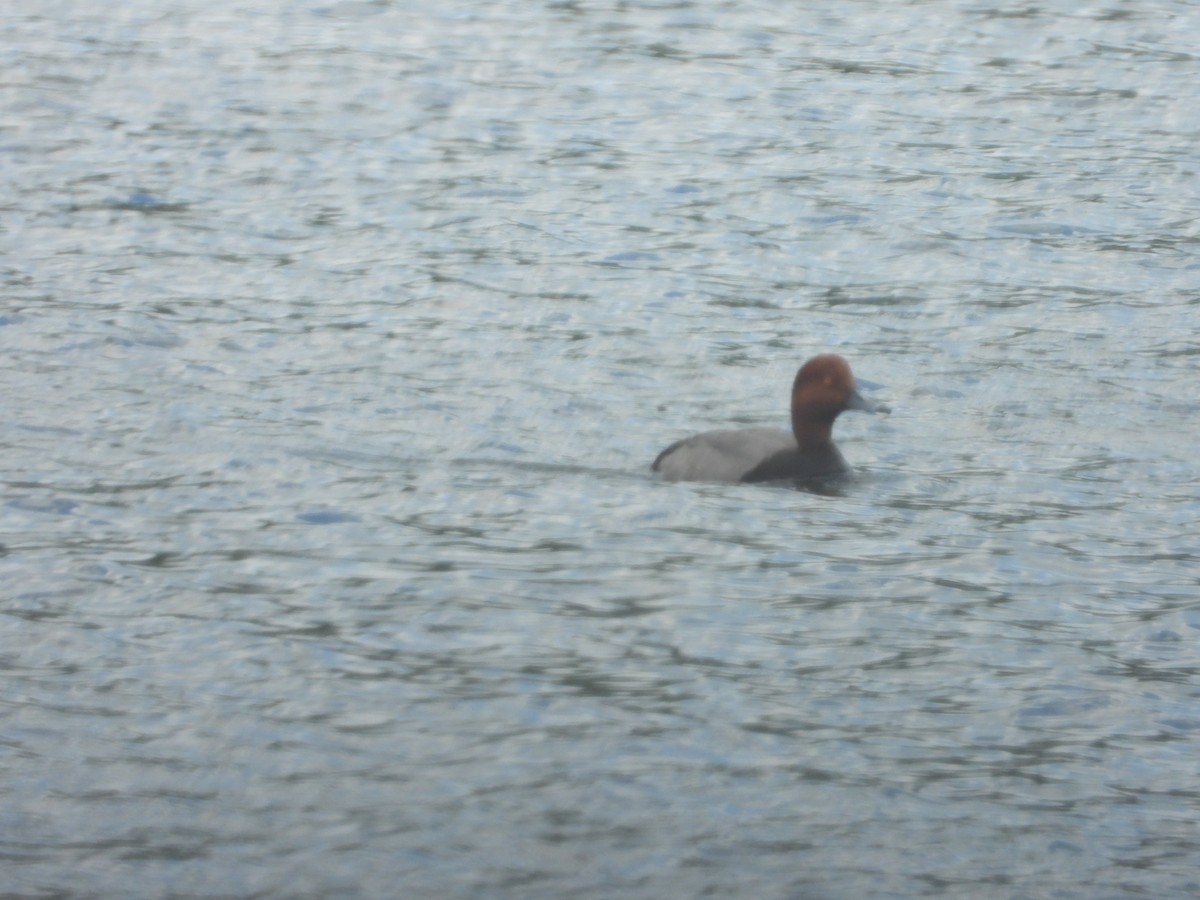 Redhead - ML620183369