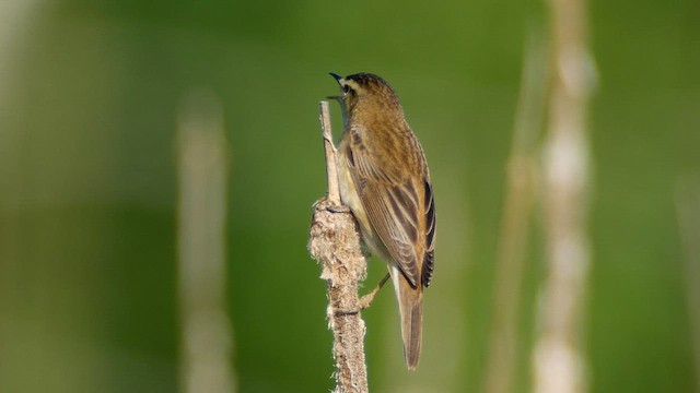 Sedge Warbler - ML620183370