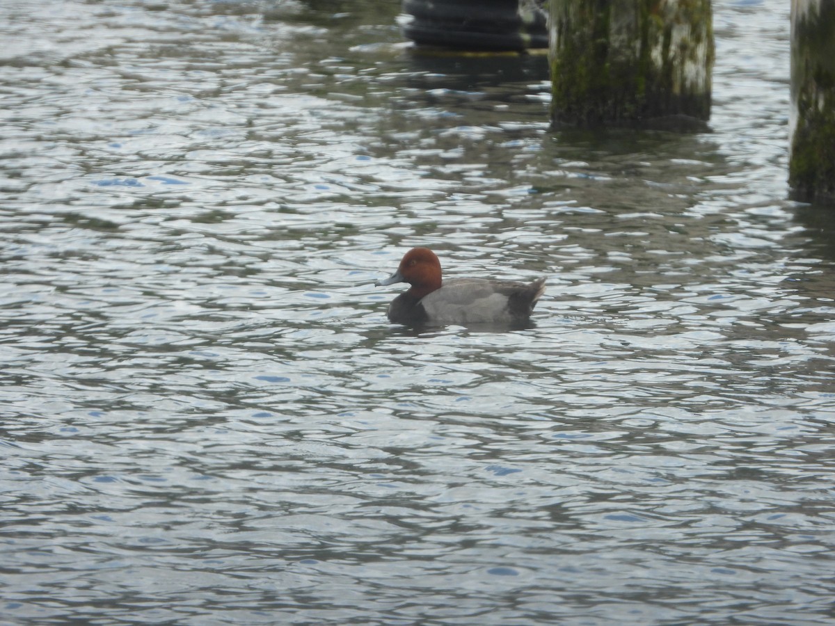 Redhead - ML620183372