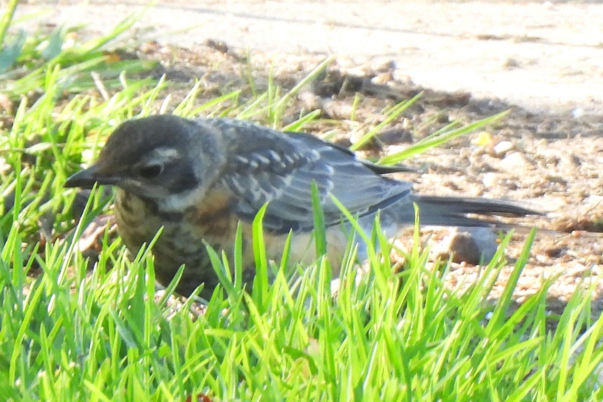 American Robin - ML620183376