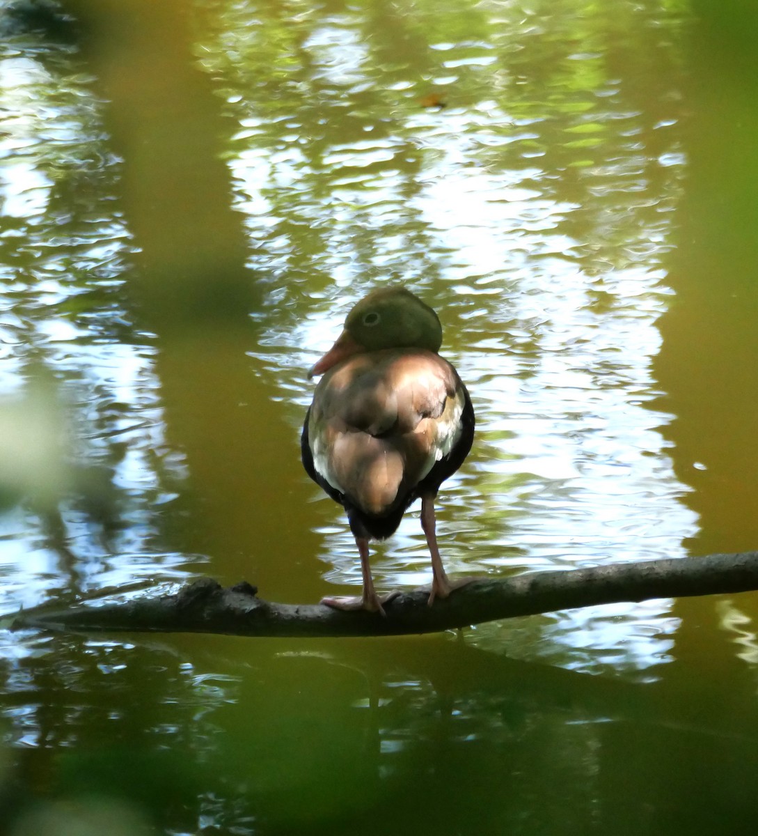 Dendrocygne à ventre noir - ML620183381