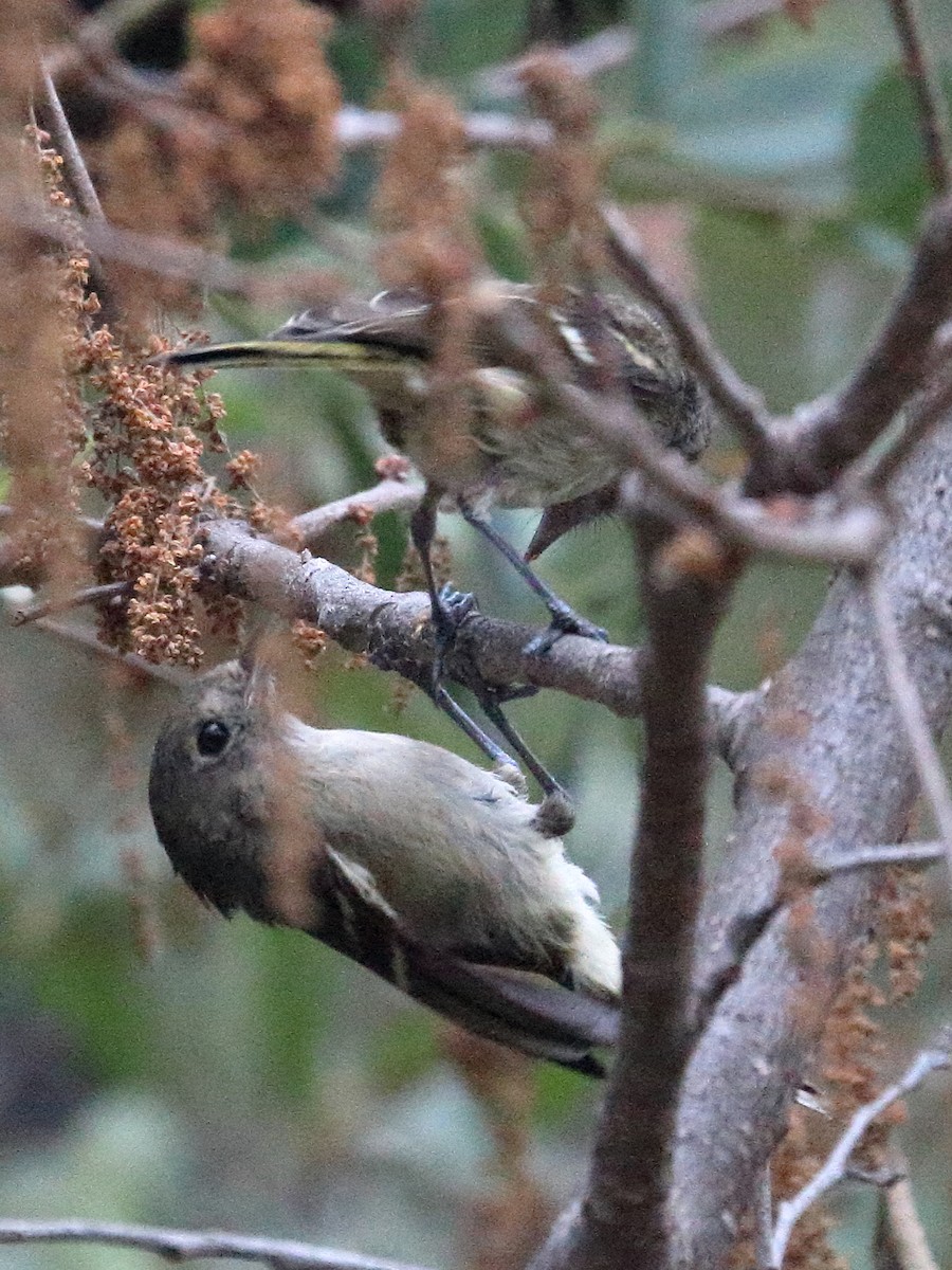 Hutton's Vireo - ML620183383