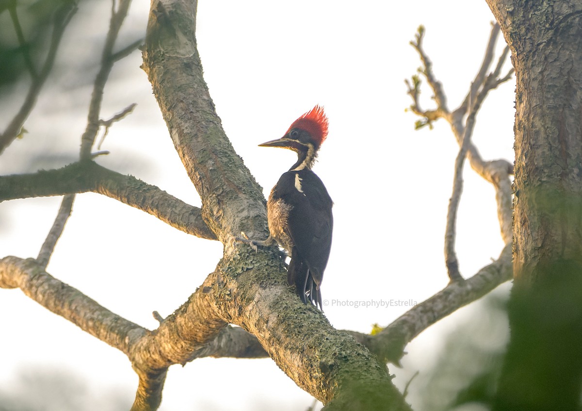 Lineated Woodpecker - ML620183384