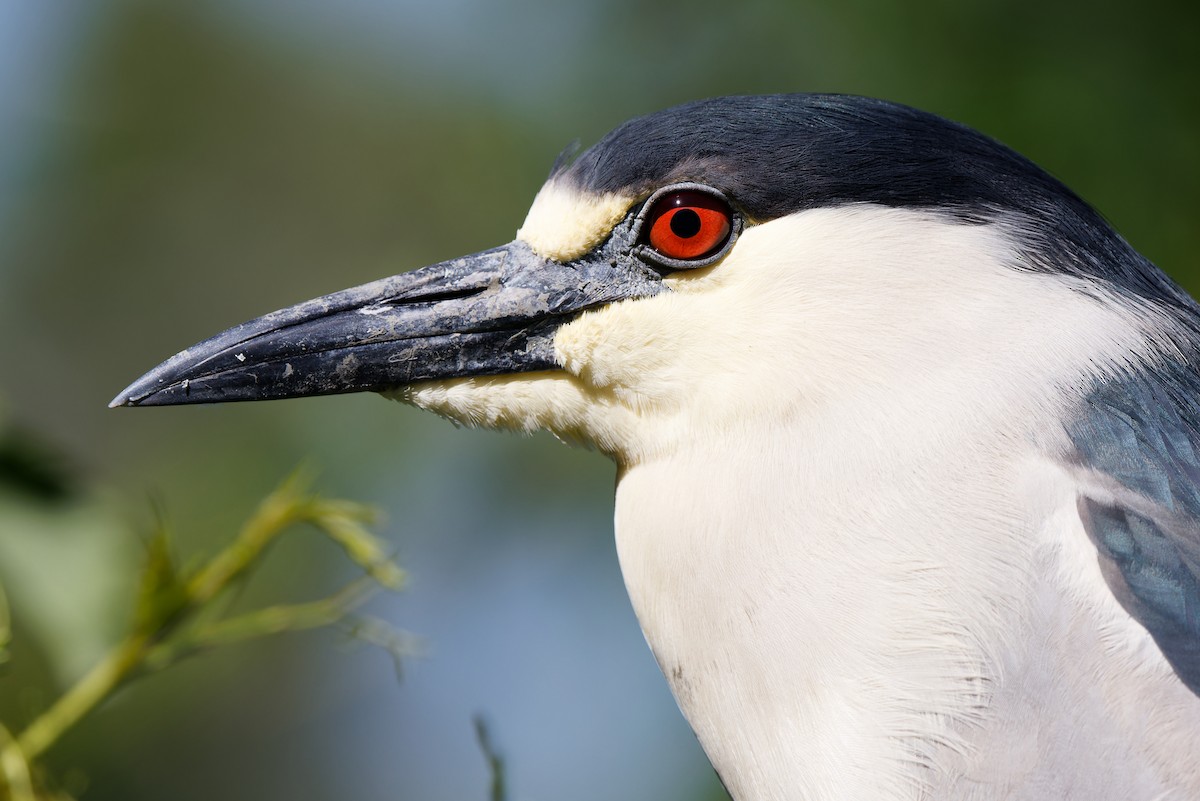 Black-crowned Night Heron - ML620183392