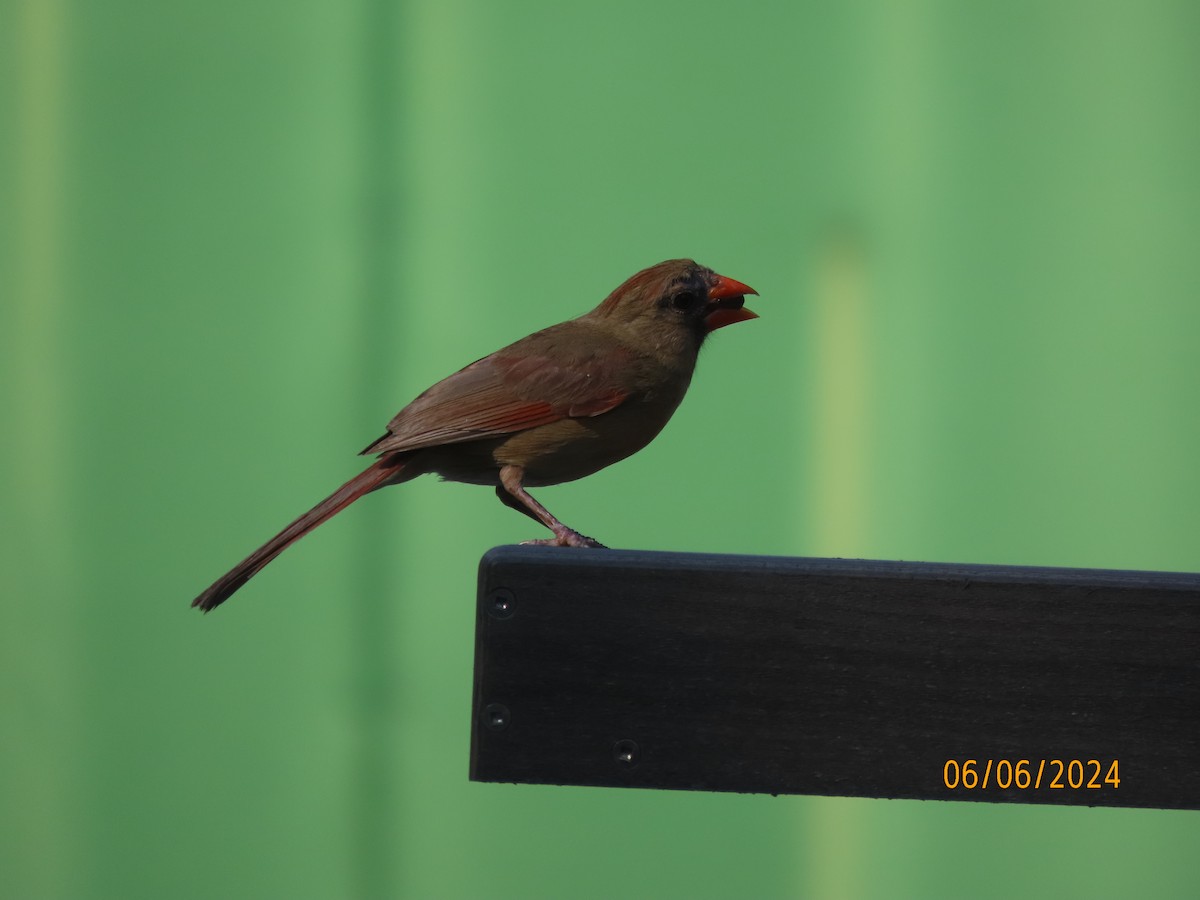 Northern Cardinal - ML620183397