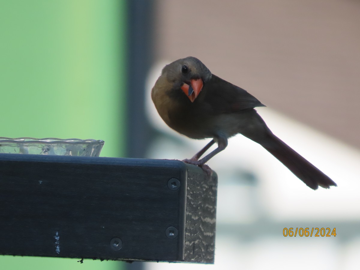 Northern Cardinal - ML620183398