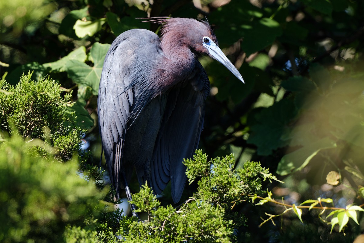 Little Blue Heron - Joel Marcinik