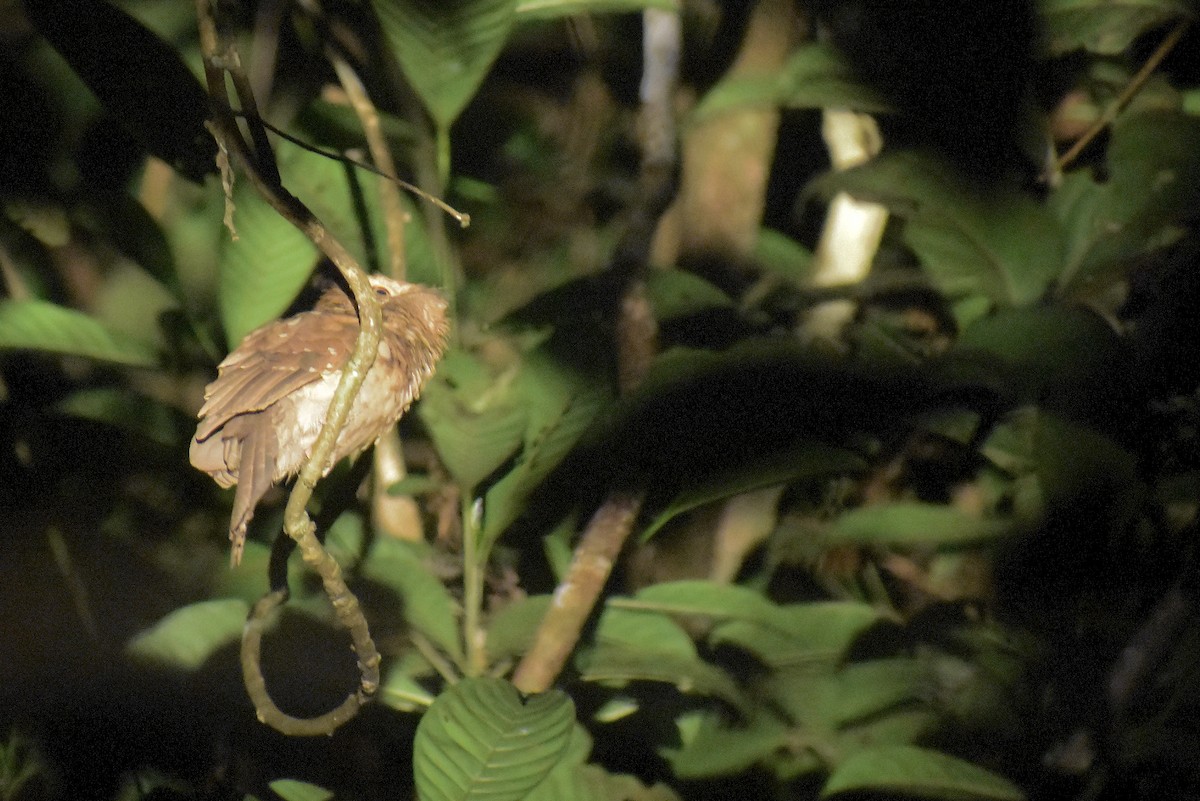 Gould's Frogmouth - ML620183404