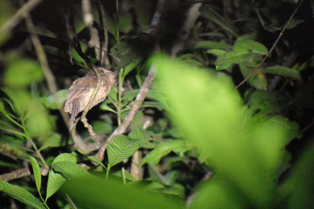 Gould's Frogmouth - ML620183405