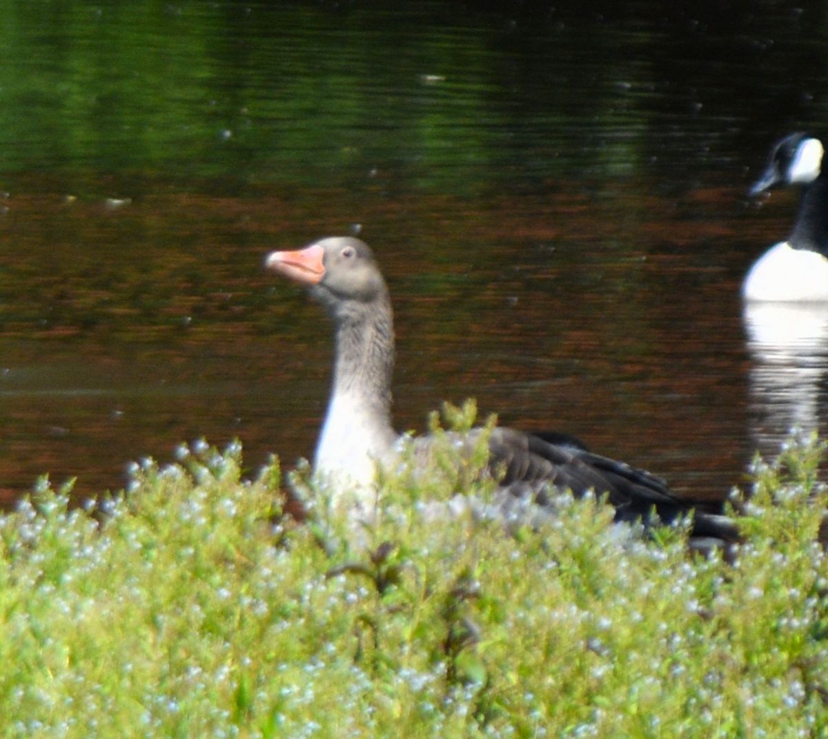 Graylag Goose - ML620183409