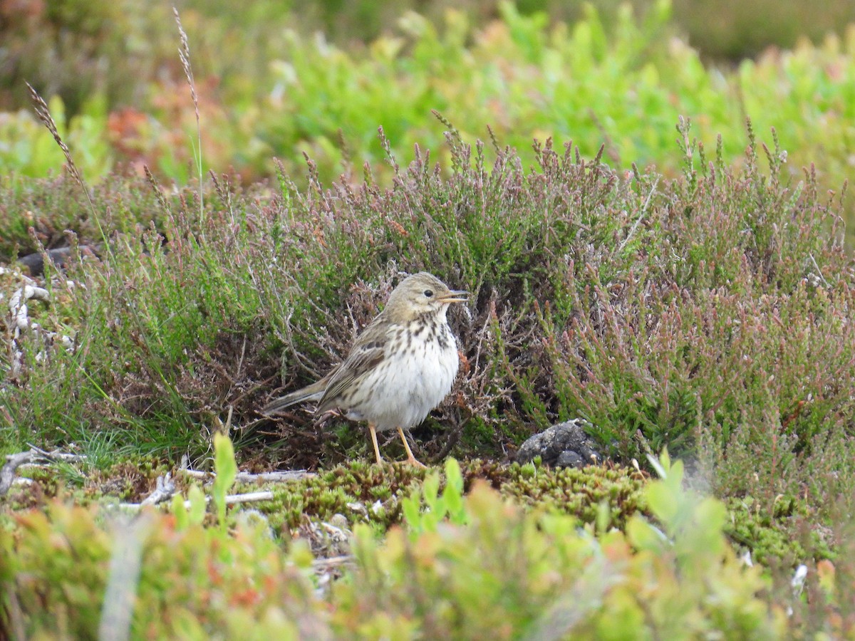 Meadow Pipit - ML620183412