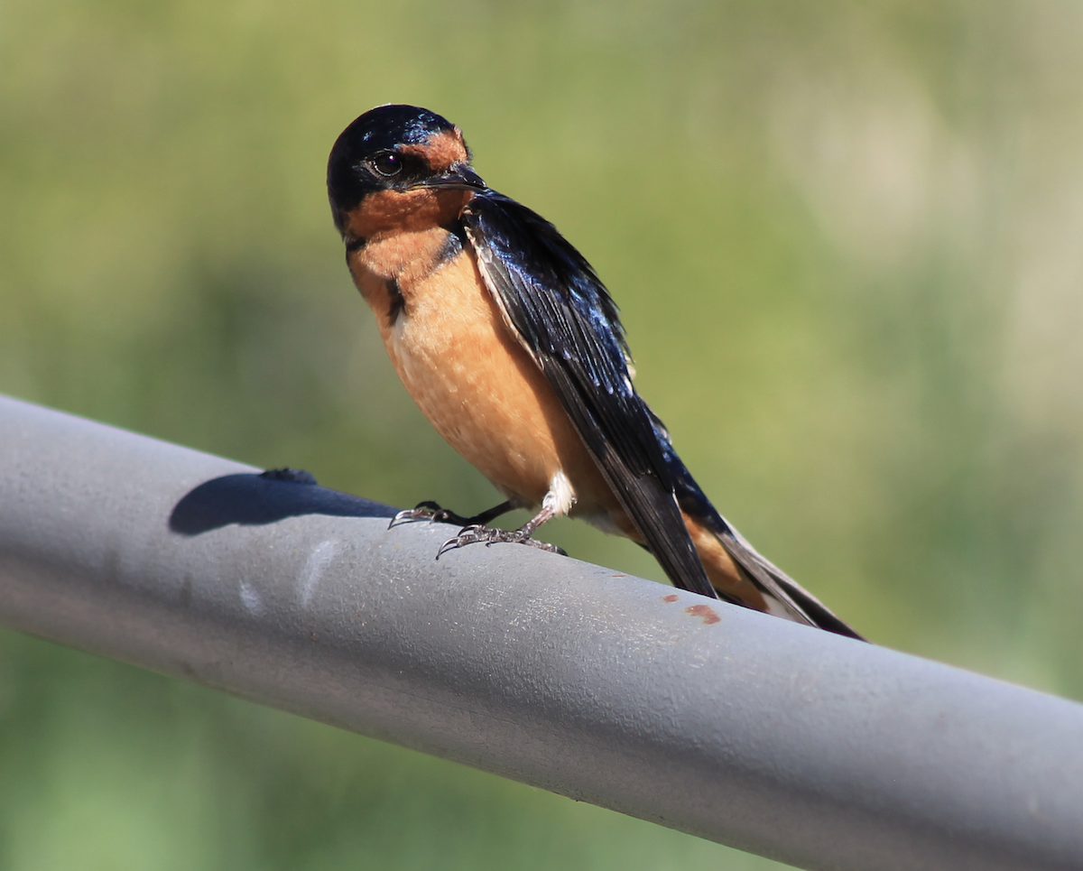 Barn Swallow - ML620183413