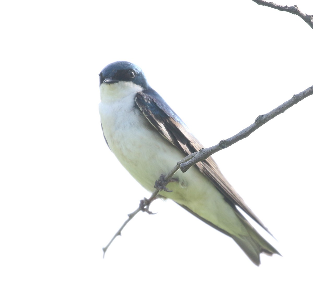 Tree Swallow - ML620183414