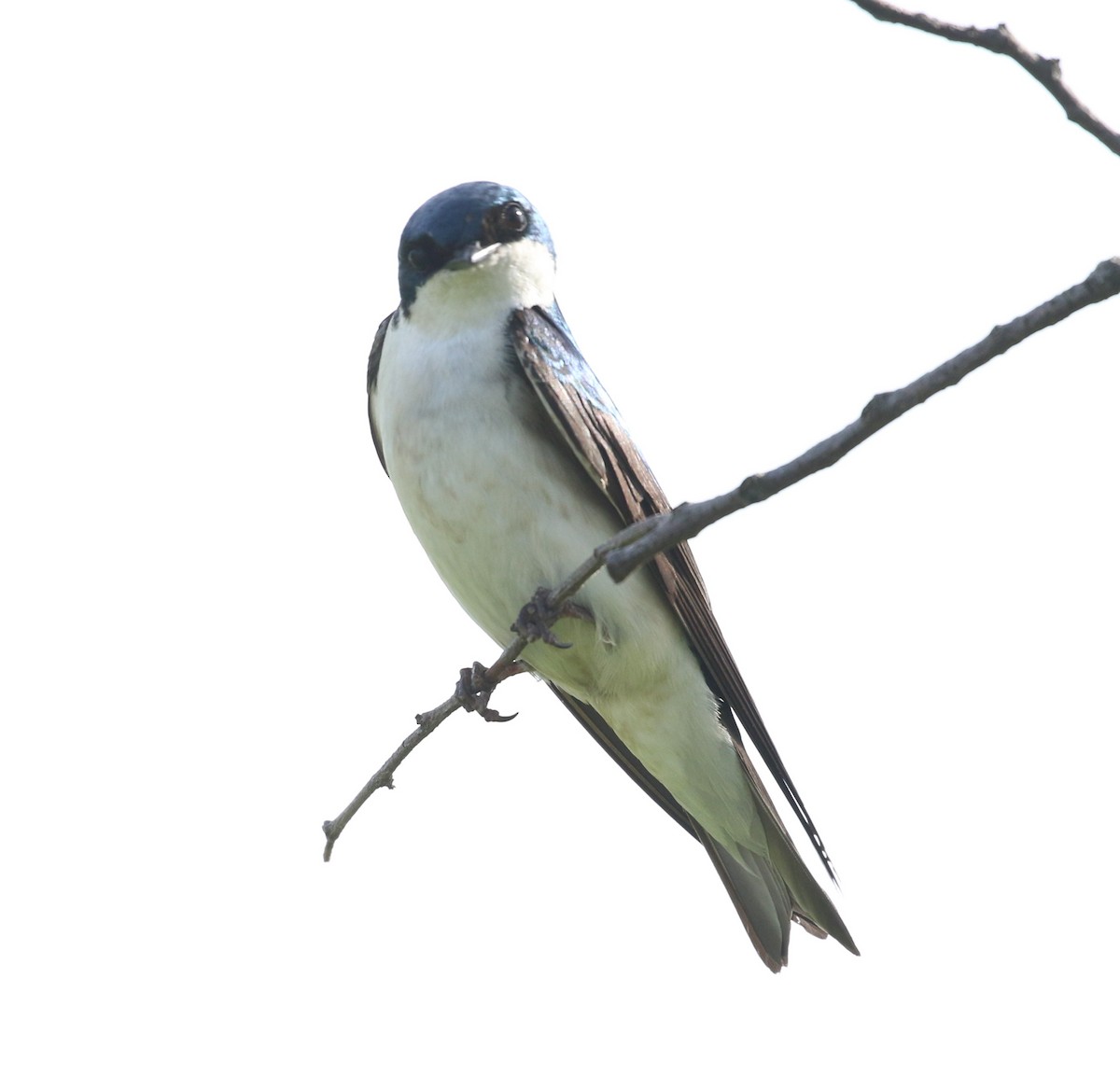 Tree Swallow - Don Coons