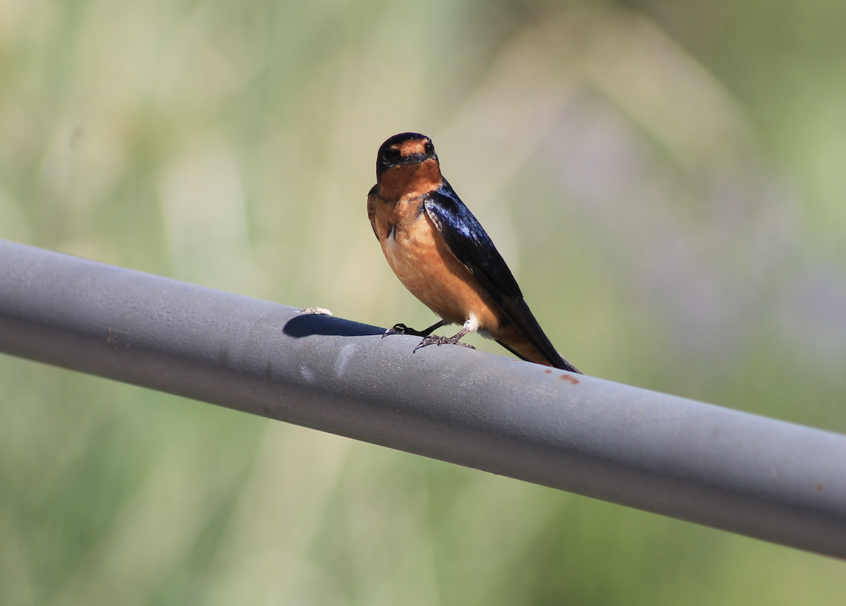 Barn Swallow - ML620183505